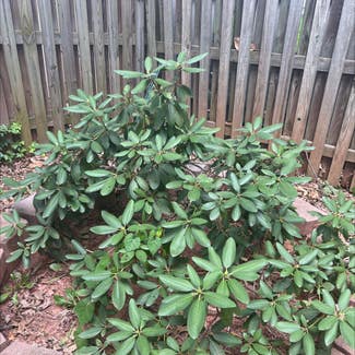 Great Laurel plant in Washington, District of Columbia