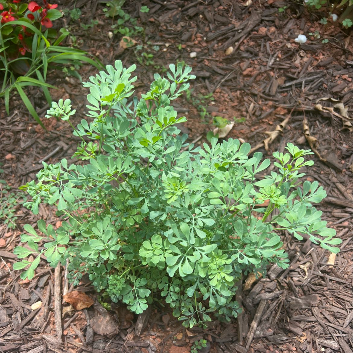 Healthy Common Rue plant with green leaves, well-framed and centered.