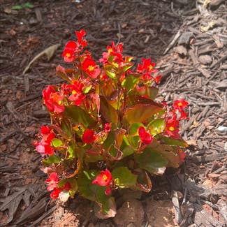 Clubed Begonia plant in Washington, District of Columbia