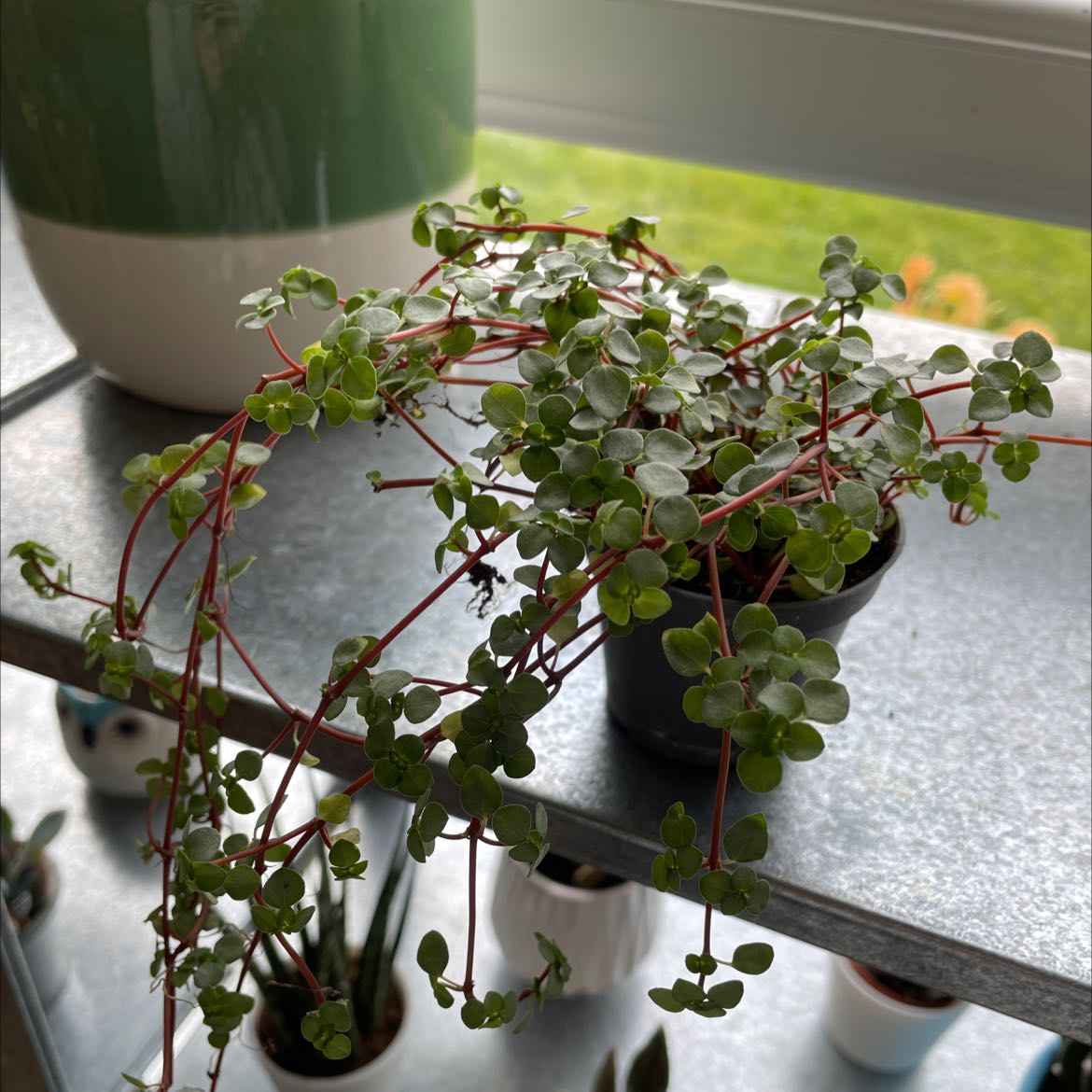 Pilea 'Silver Sparkle' plant in a small pot on a shelf with vibrant green leaves and red stems.