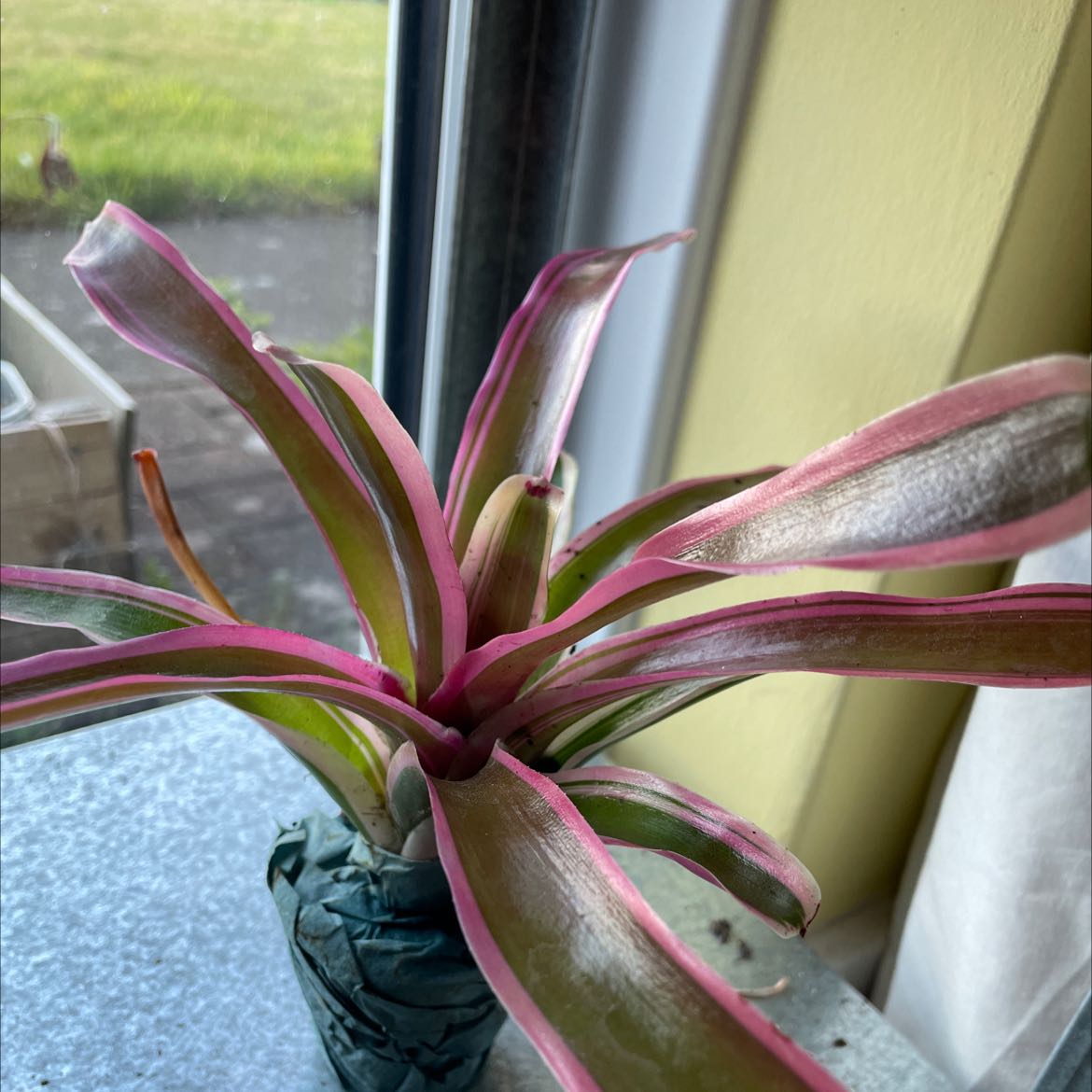 Photo of the plant species Neoregelia 'Raphael' by @Cate named Your plant on Greg, the plant care app