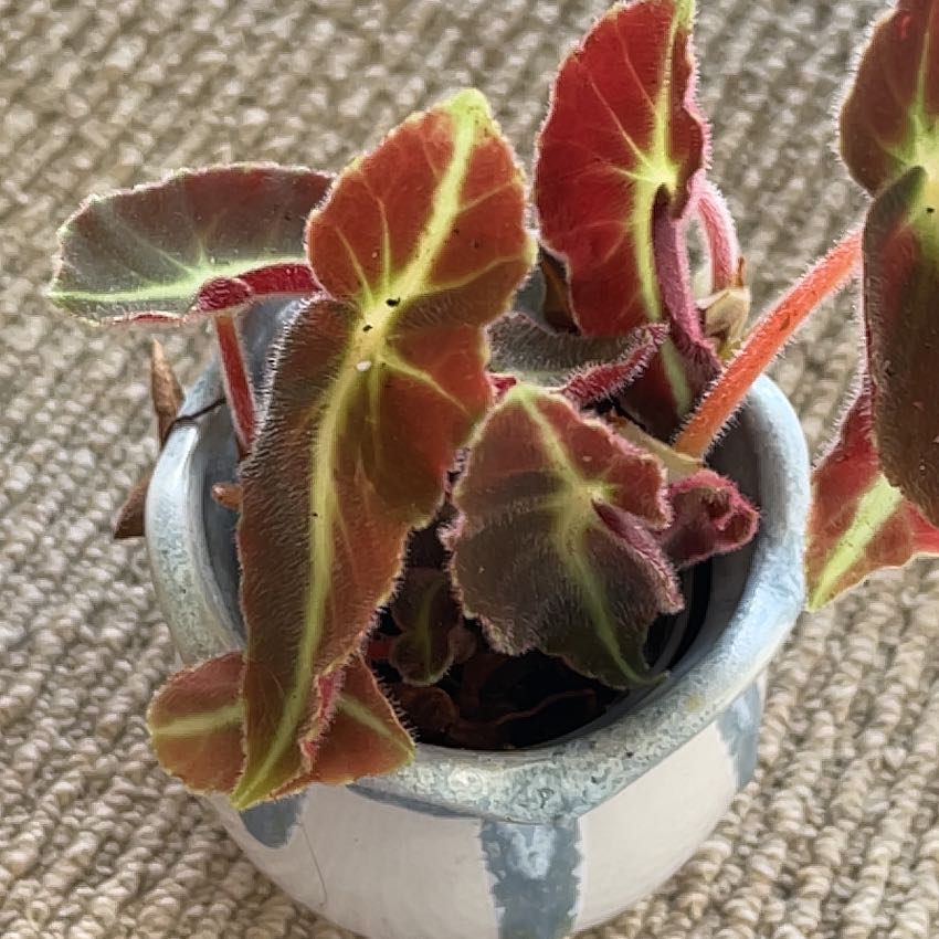 Photo of the plant species Begonia rex by @Cate named Begonia Rex ‘listrada’ on Greg, the plant care app