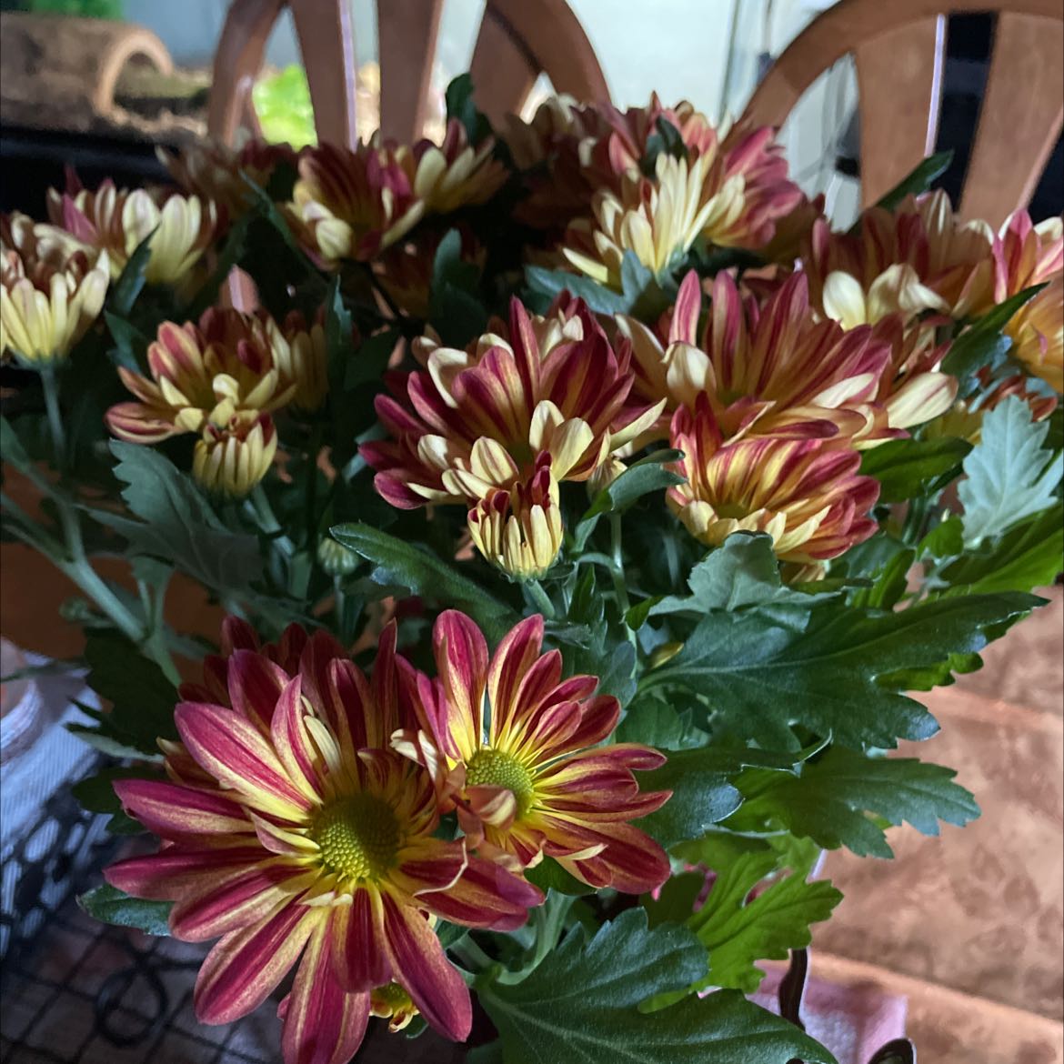 Chrysanthemum plant with vibrant, multi-colored flowers and healthy green leaves.