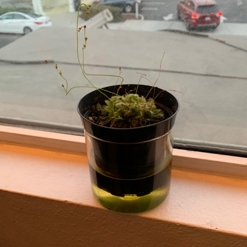 Round-Leaved Sundew plant in a pot on a windowsill, healthy with visible soil.