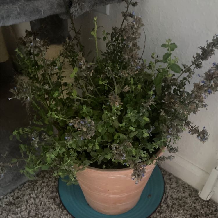Photo of the plant species Dwarf catnip by @WhizSkimmia named Your plant on Greg, the plant care app