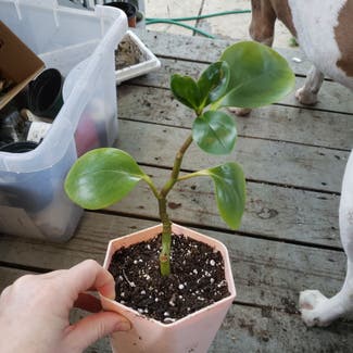 Baby Rubber Plant plant in St. Louis, Missouri