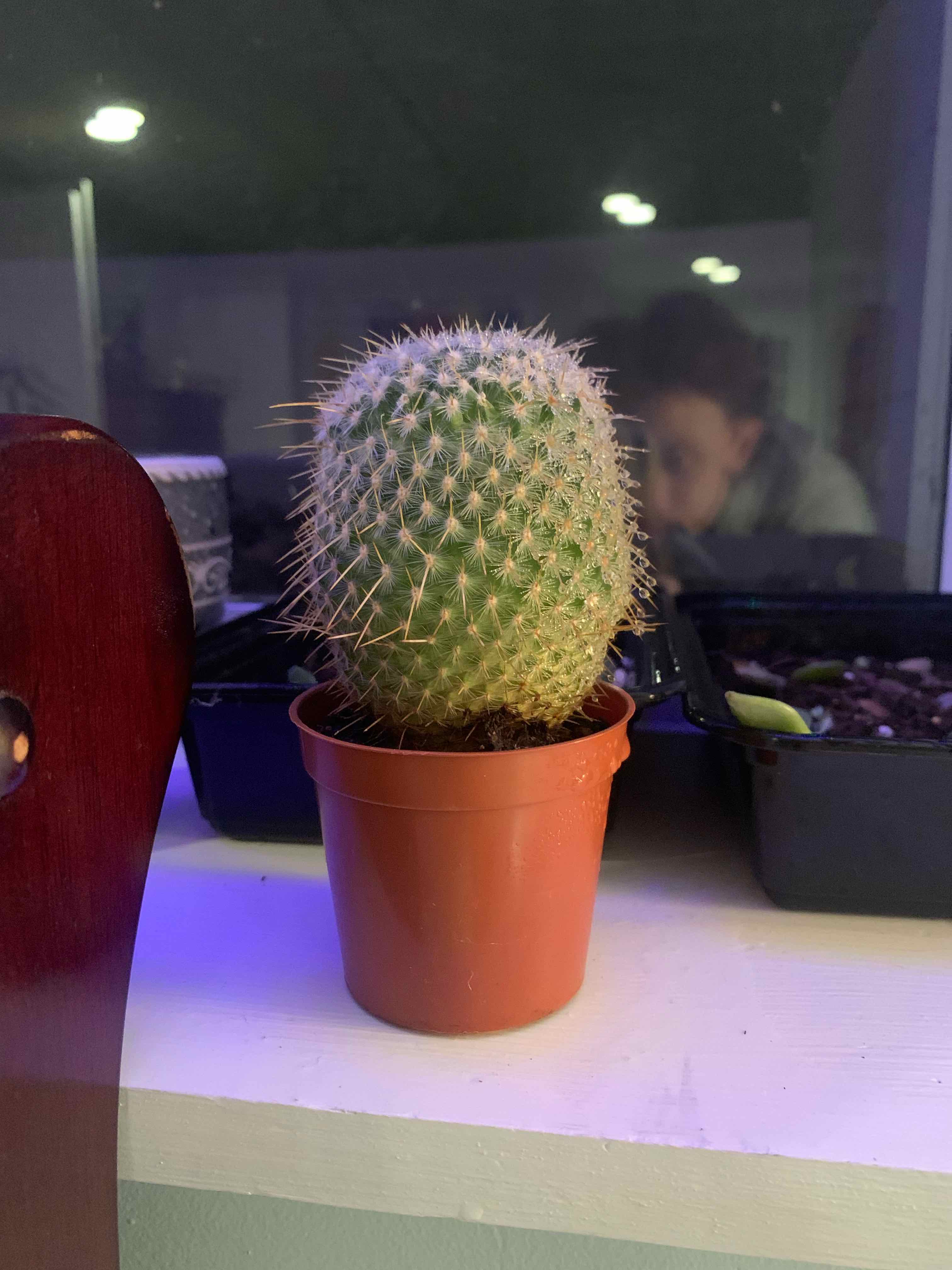 Mammillaria Haageana cactus in a small pot, well-framed and in focus.