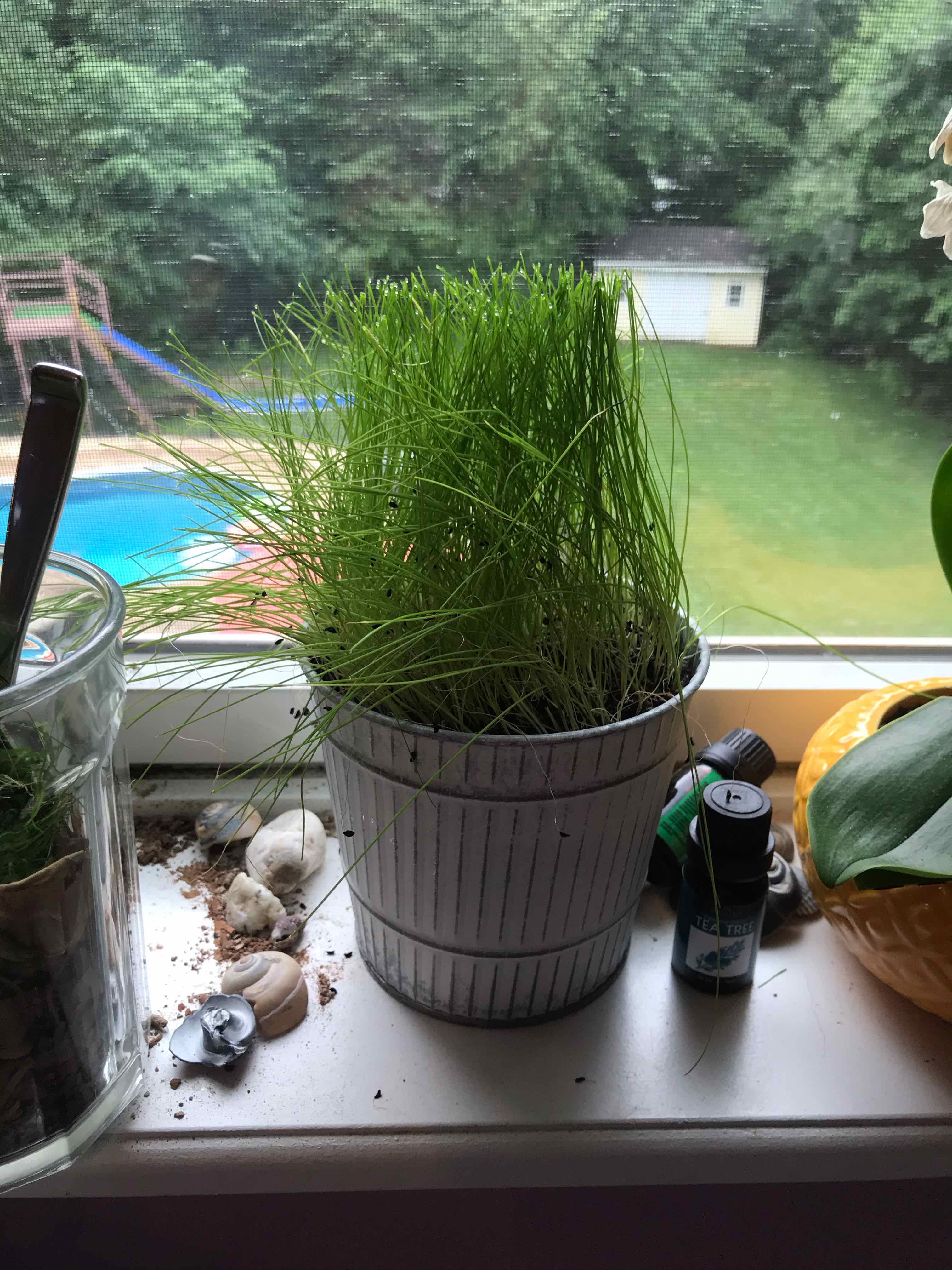Potted Wild Chives on a windowsill with a garden view in the background.