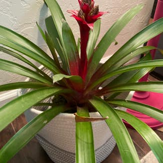 Blushing Bromeliad plant in Somewhere on Earth