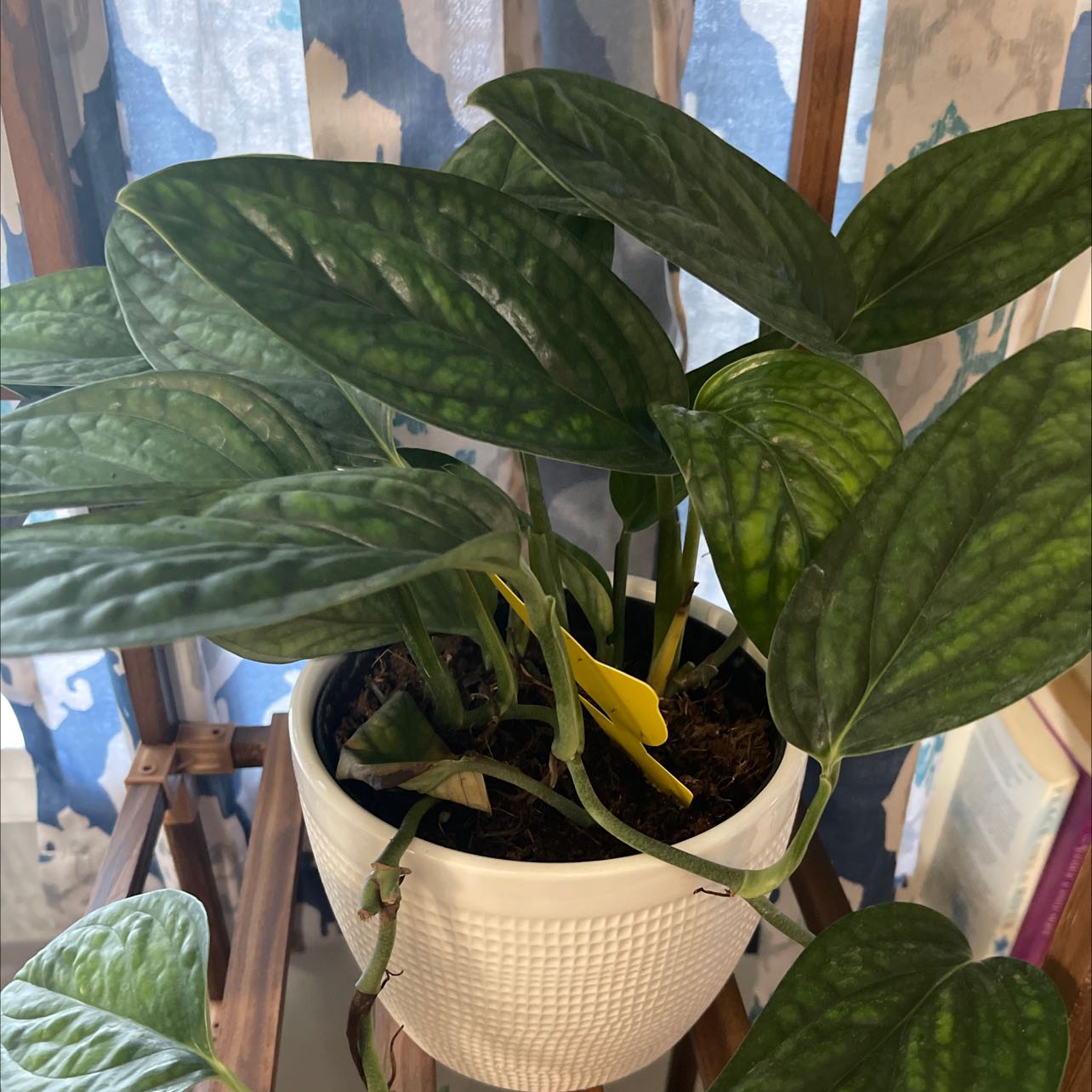 Photo of the plant species Velvet Shingler Monstera by @HumbleCannalily named Your plant on Greg, the plant care app