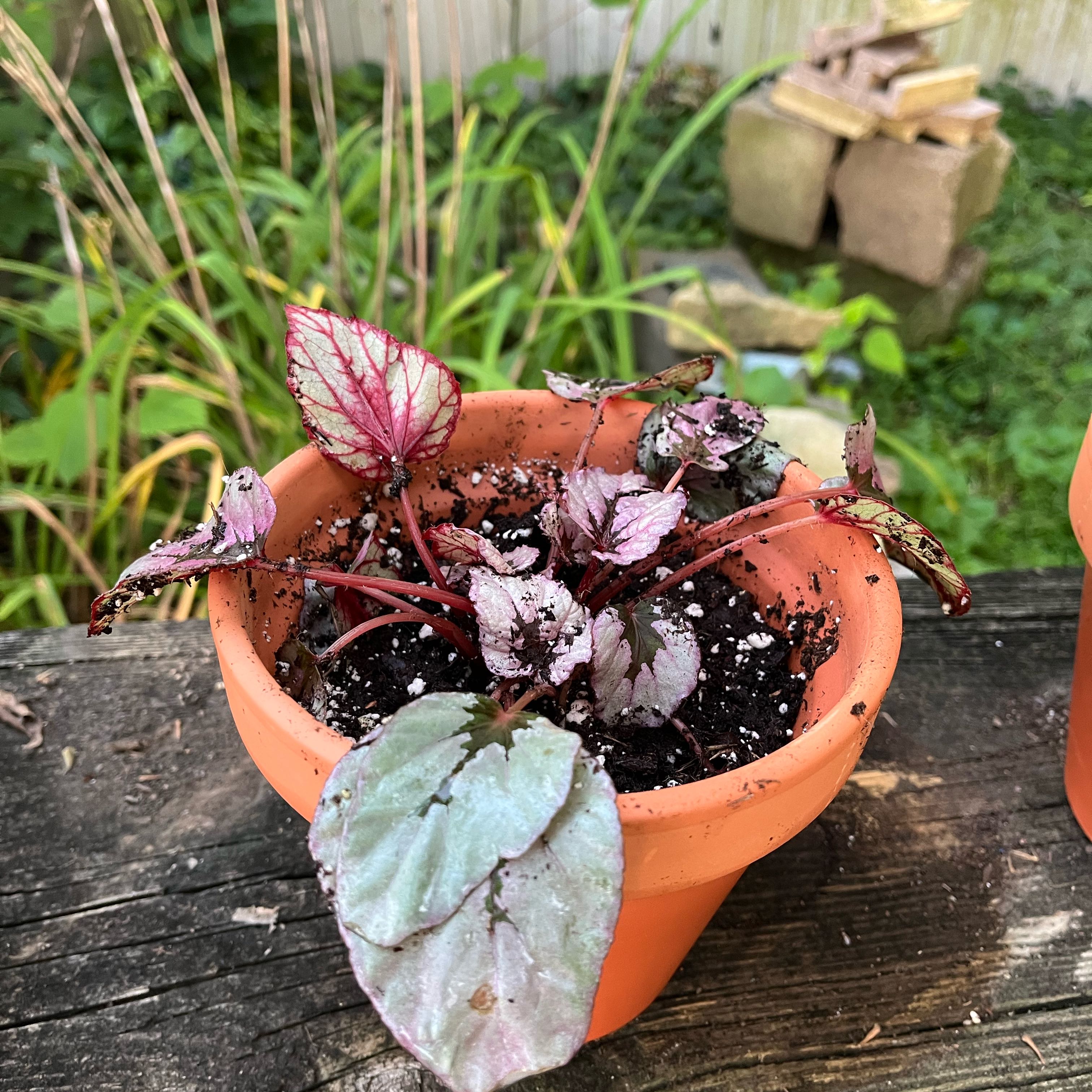 Photo of the plant species Nerve Plant by @scorpiomoonrant named Scarlett on Greg, the plant care app
