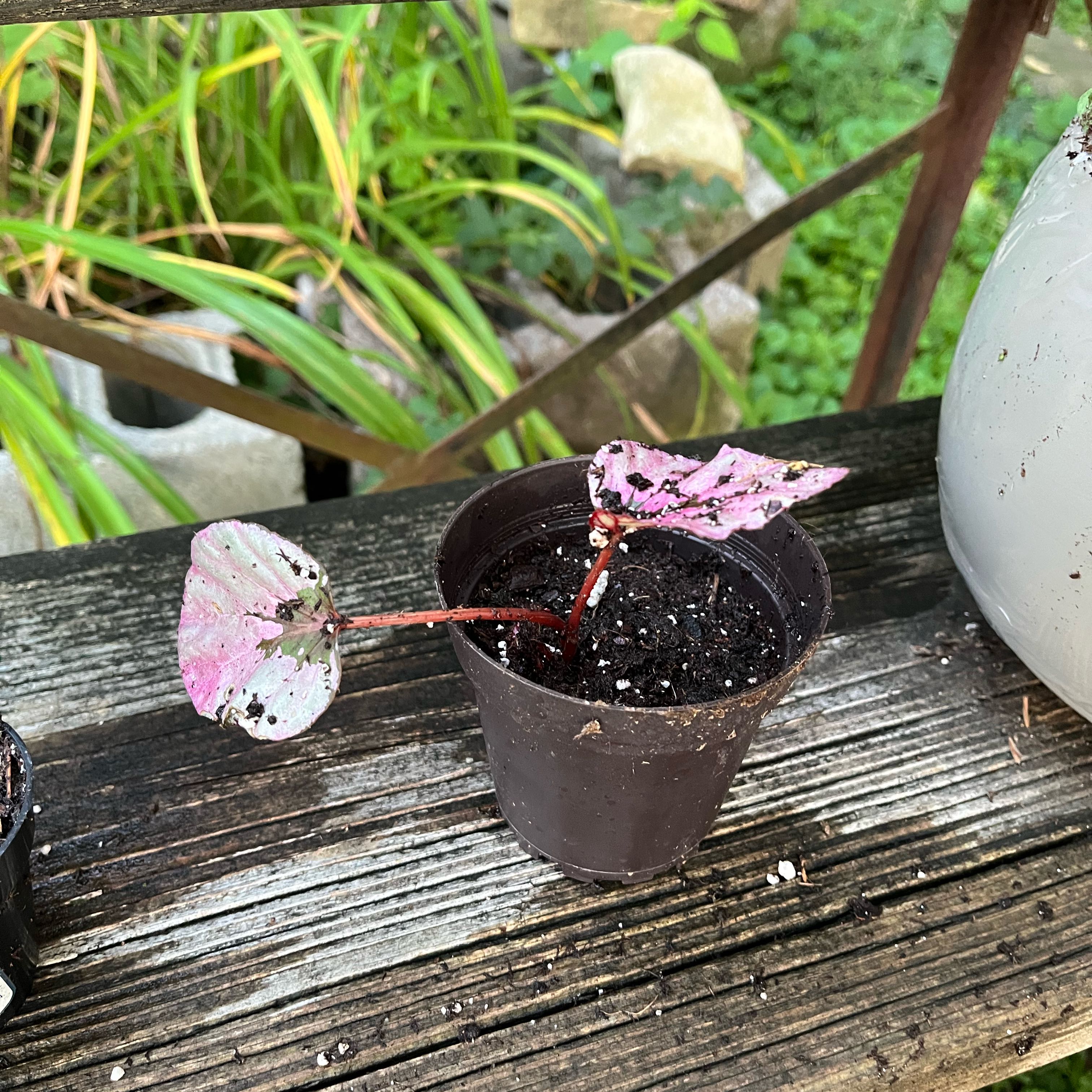 Photo of the plant species Nerve Plant by @scorpiomoonrant named Ruby on Greg, the plant care app