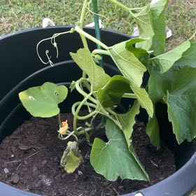 Photo of the plant species Pumpkin by @scorpiomoonrant named Jack on Greg, the plant care app