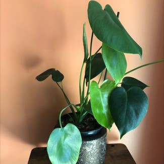 Heartleaf Philodendron plant in Columbus, Georgia