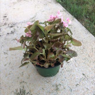 Clubed Begonia plant in Columbus, Georgia