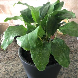 calathea plant in Columbus, Georgia