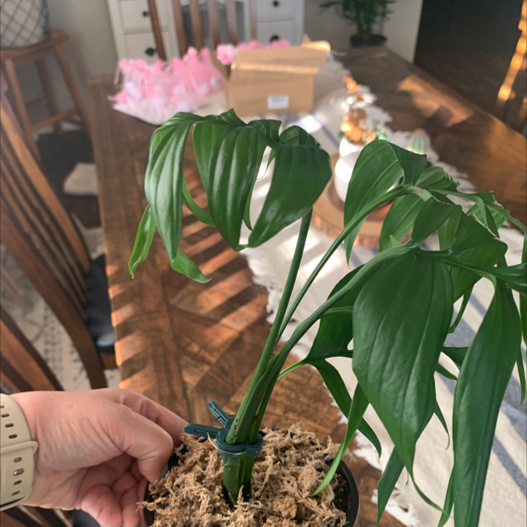 Monstera subpinnata plant in a pot with green leaves, held by a hand.