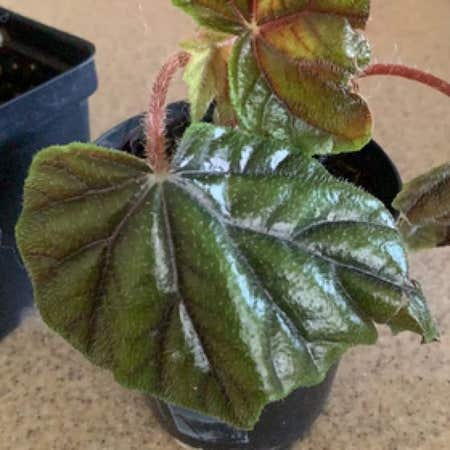 Photo of the plant species Begonia Metallica by @Lynnromo74 named Metallica on Greg, the plant care app