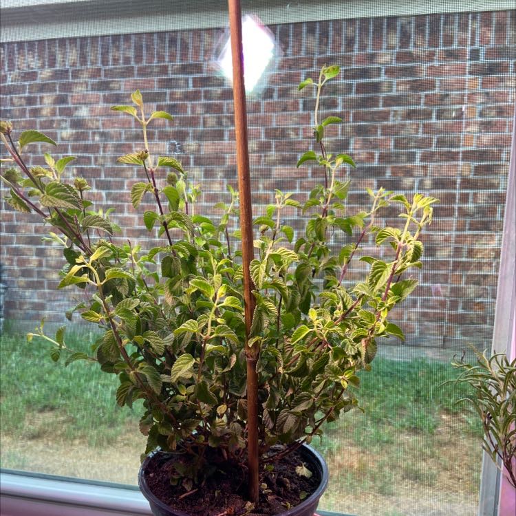Photo of the plant species Irene Lantana by @NiftyTutu named Lantana on Greg, the plant care app