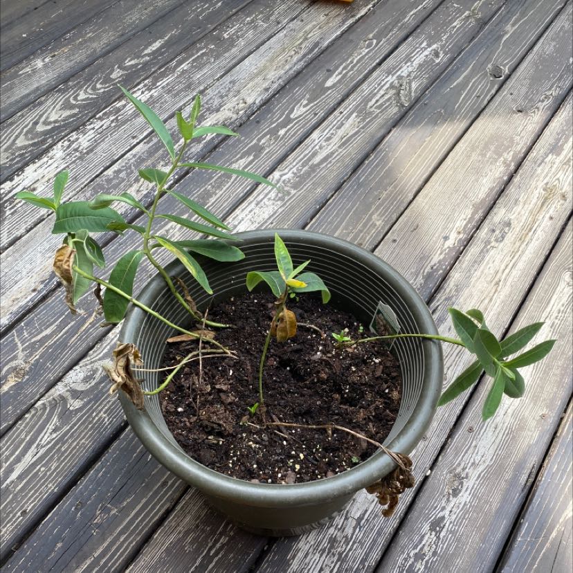 Potted Common Milkweed plant with some browning leaves on a wooden deck.
