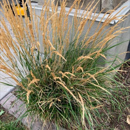 Photo of the plant species Common Velvetgrass by Kinglydogrose named Front neighbor on Greg, the plant care app