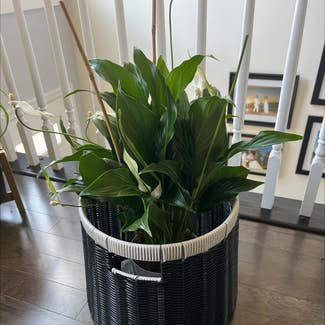 Peace Lily plant in Upper Marlboro, Maryland