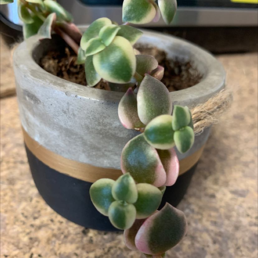 Photo of the plant species Crassula Pellucida by @IdolVaccaria named Hanging Succulent 1 on Greg, the plant care app