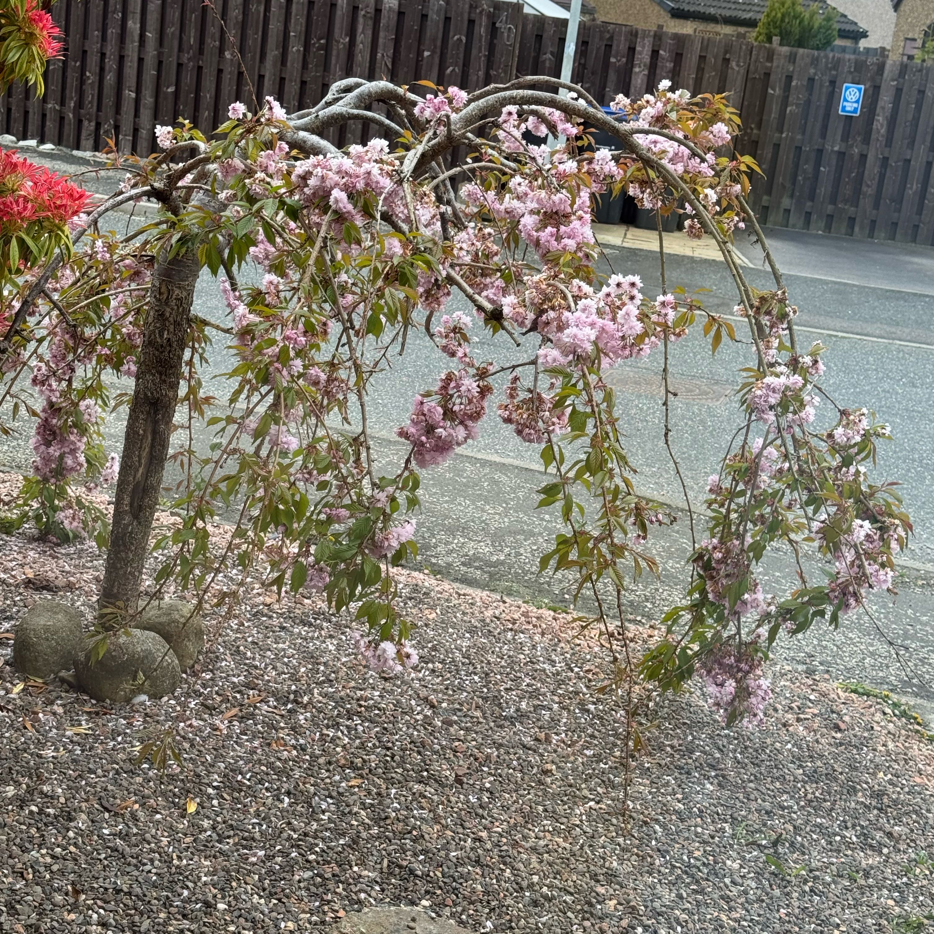 Photo of the plant species Weeping cherry blossom tree by @WellmadeCooperi named Miley on Greg, the plant care app