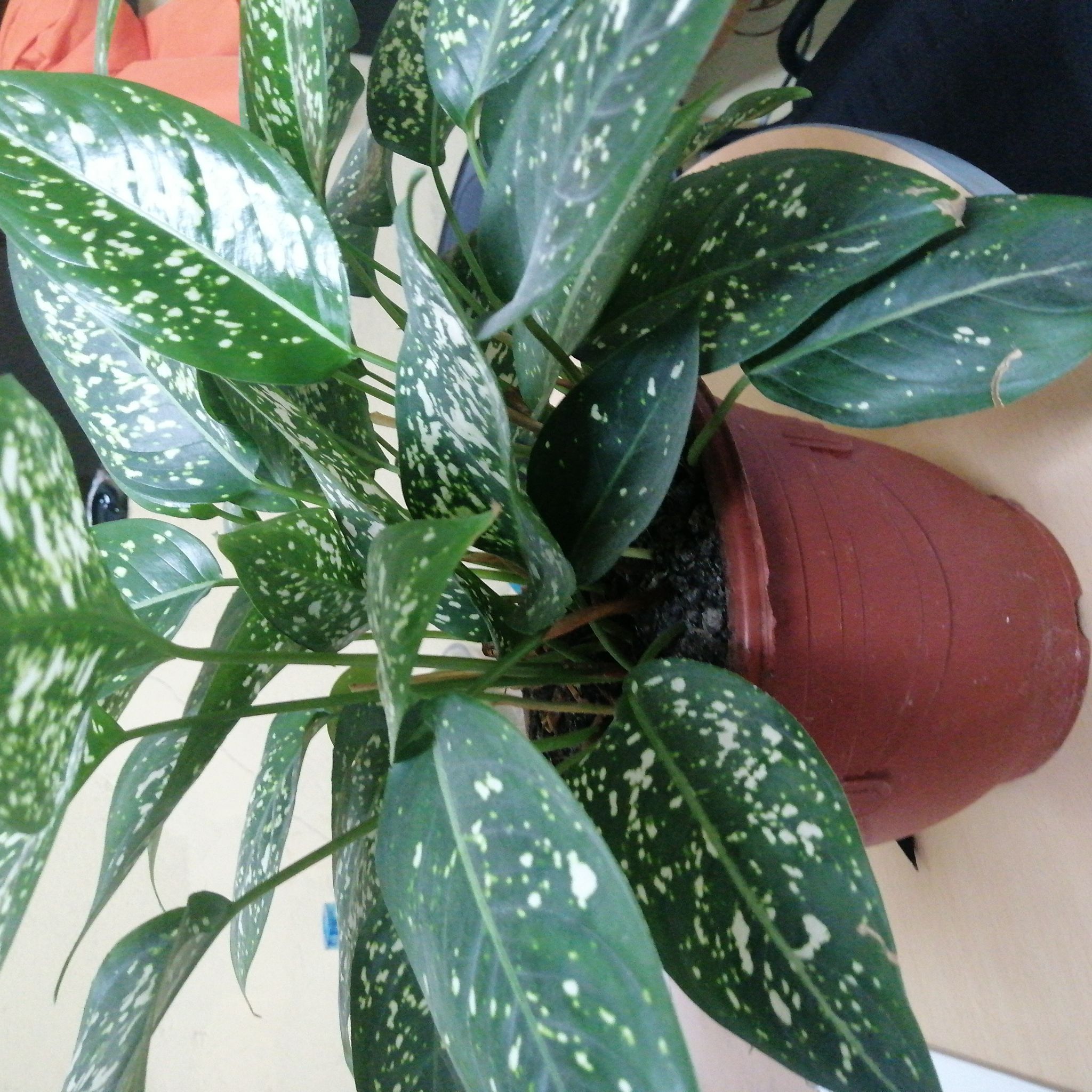 Plant care for Asian Snow Jasmine on Greg, the plant care app