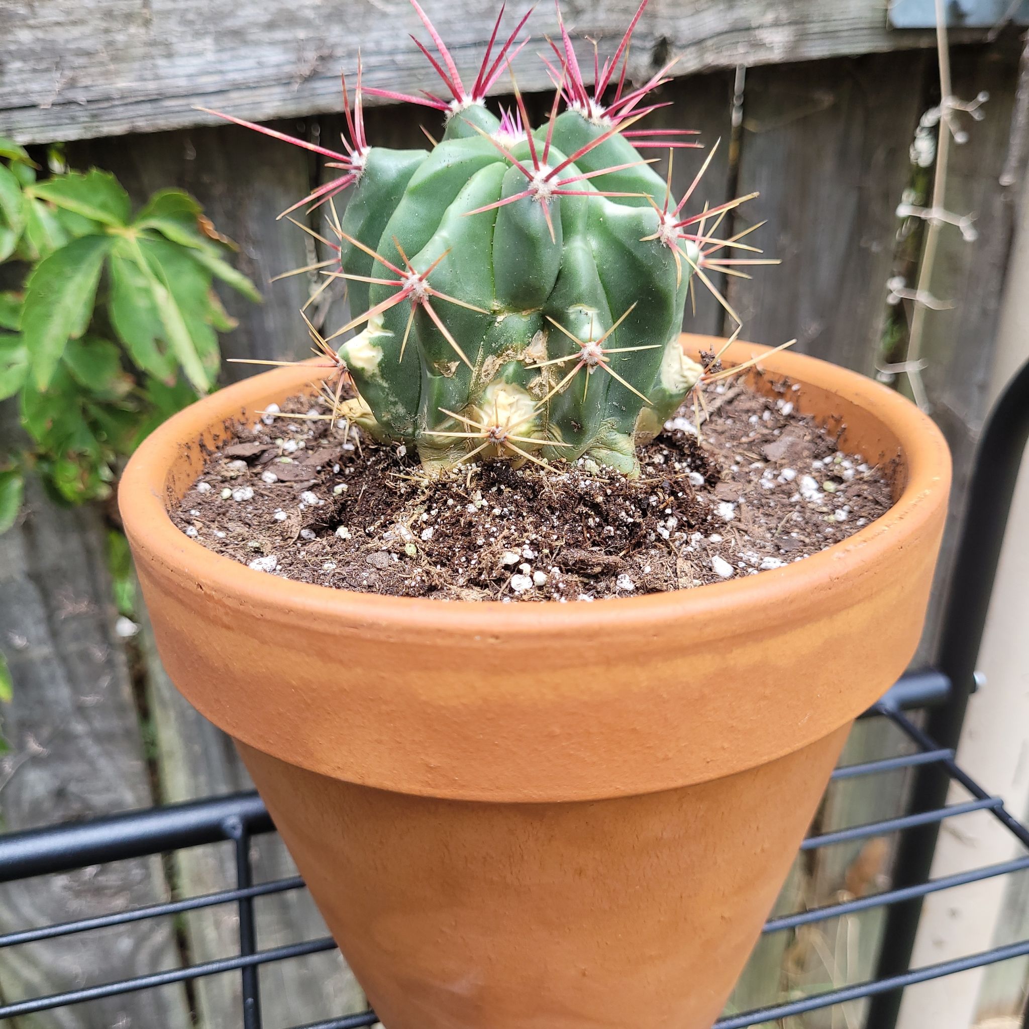 Fire Barrel Cactus in a terracotta pot with visible soil, appearing healthy.
