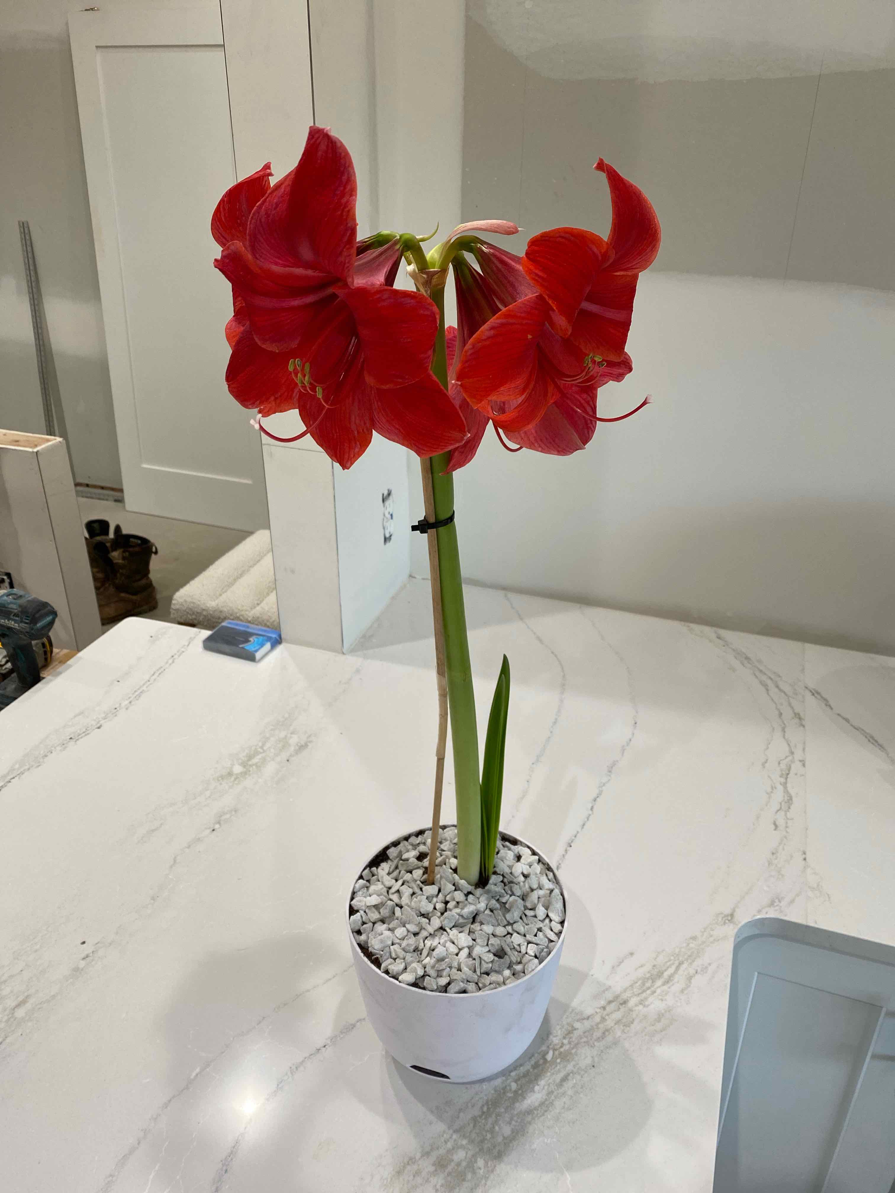 Hippeastrum 'Red Lion' plant with vibrant red flowers in a white pot with white pebbles.