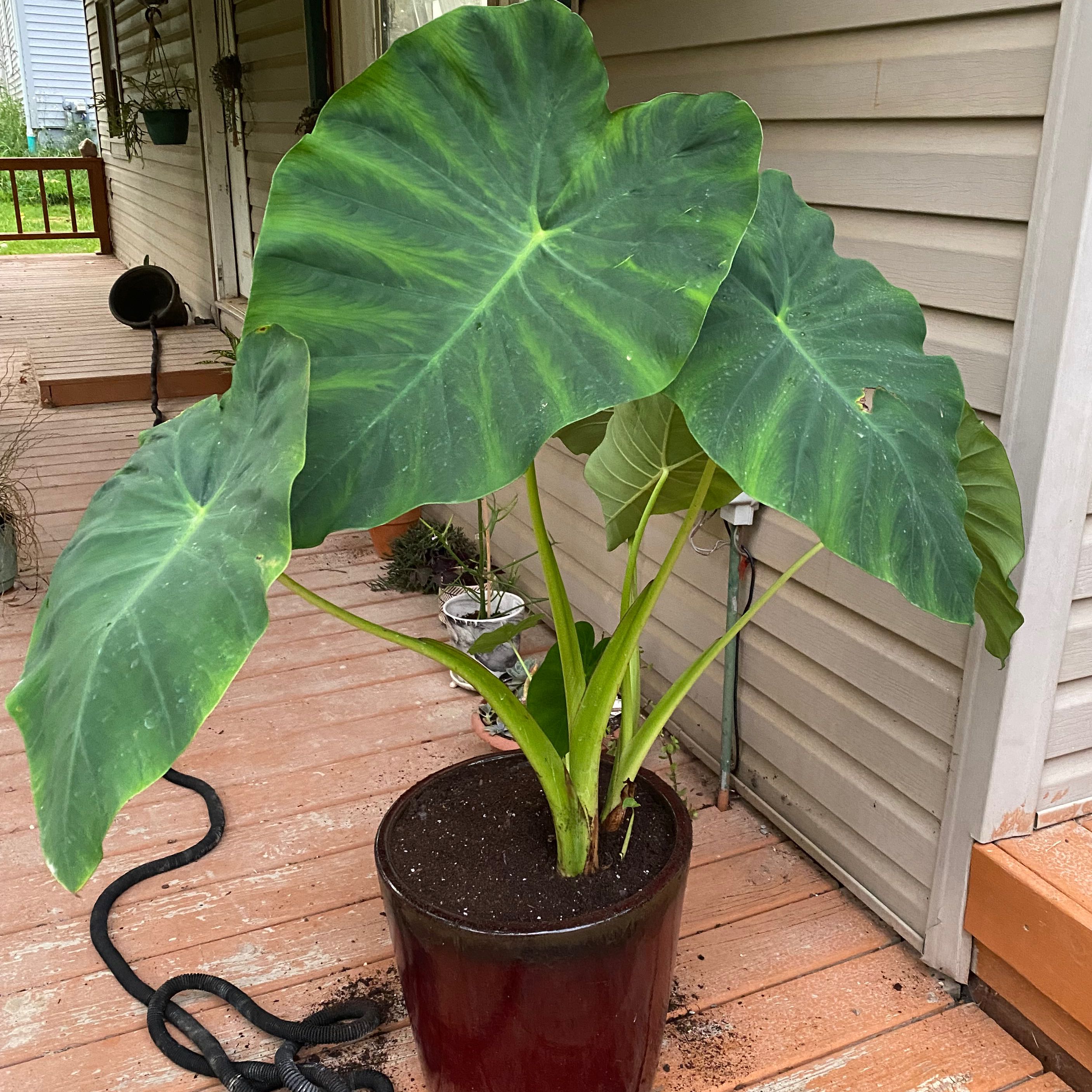 Photo of the plant species Taro by @stringofgreens named Elephant Ear on Greg, the plant care app