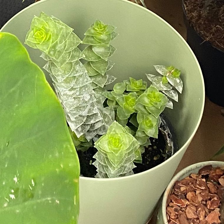 Tom Thumb plant with healthy, tightly packed leaves in a pot.