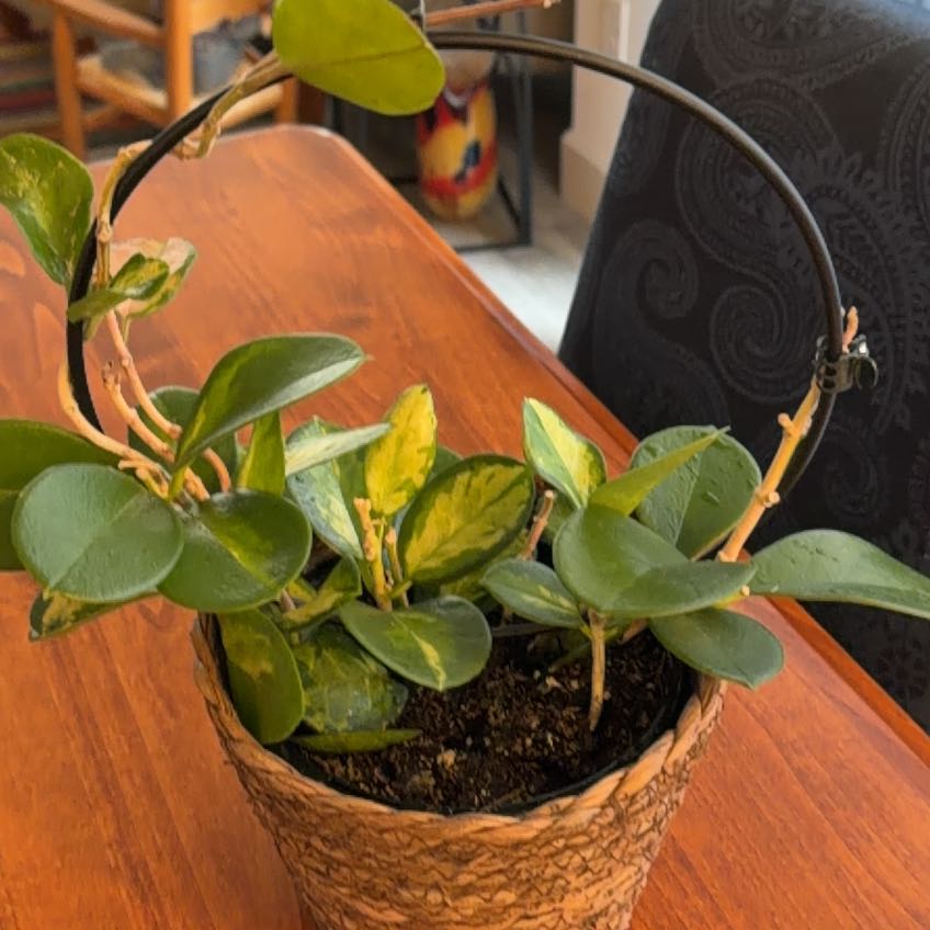 Photo of the plant species Hoya purpureofusca by @Evanicole named Kendall on Greg, the plant care app