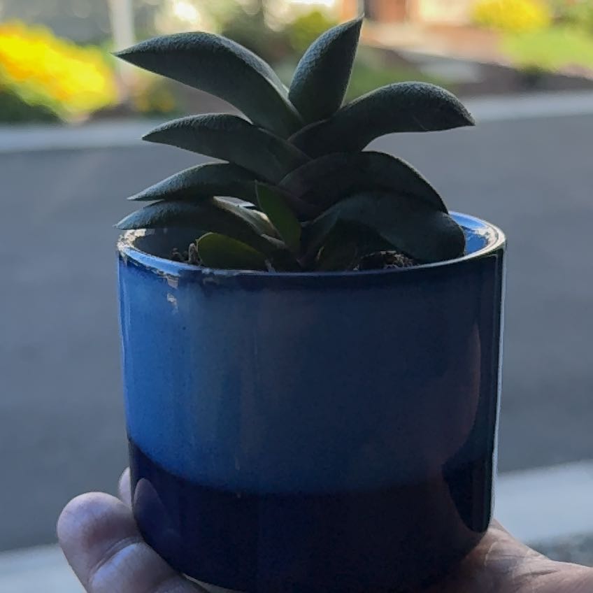 Photo of the plant species Kouga Gasteria by @Evanicole named Dax on Greg, the plant care app