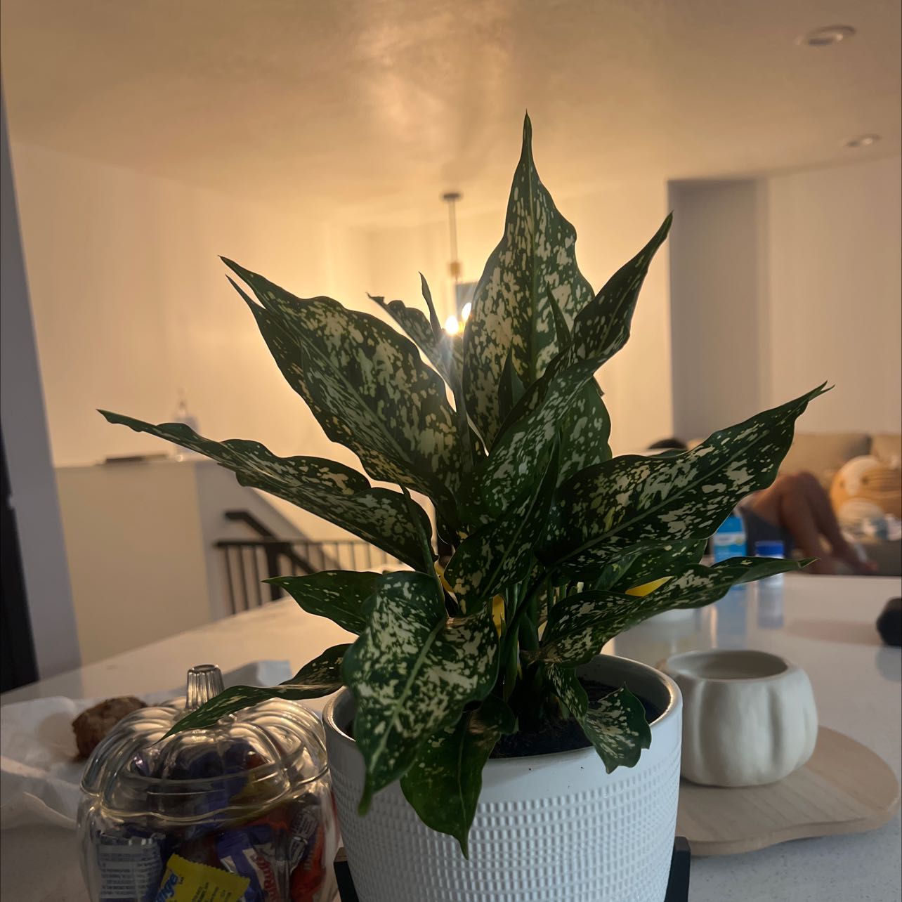 Pink Dalmatian Aglaonema plant in a white pot, indoors with household items in the background.