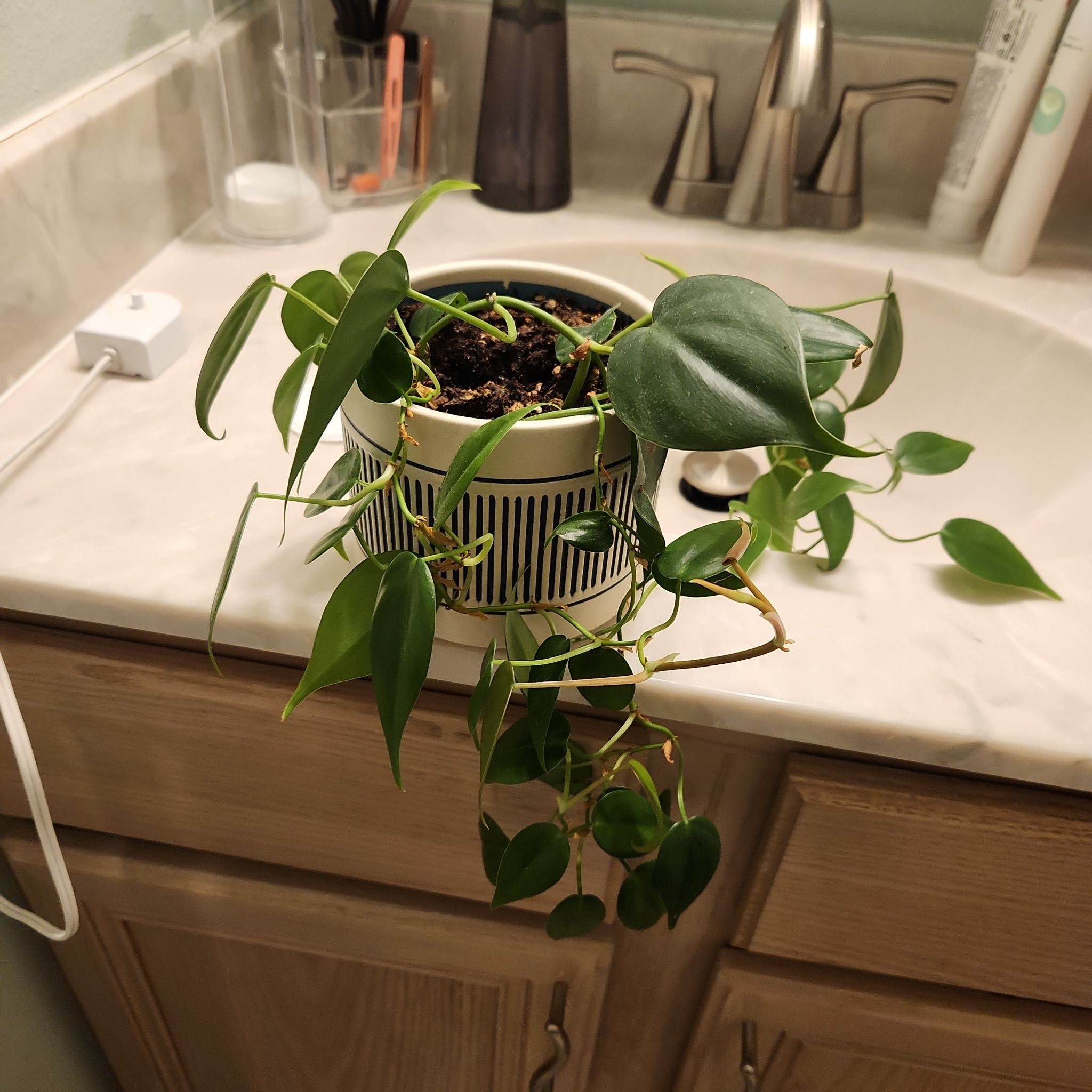 Droopy A plant by TotallyLithops on Greg