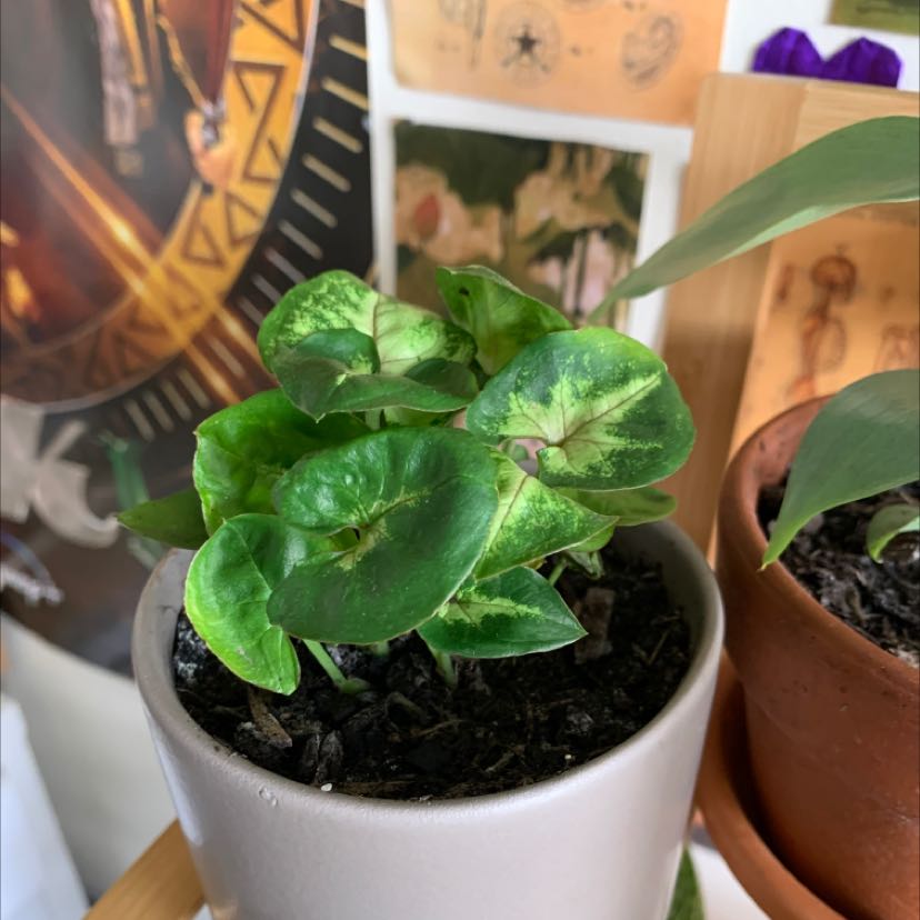 Photo of the plant species Syngonium 'Sunshine Speckles' by @ElatedAlbo named shakira on Greg, the plant care app