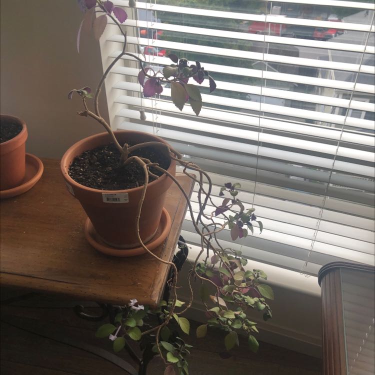 Mona Lavender plant in a pot with elongated stems and some yellowing leaves near a window.