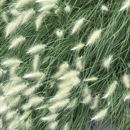 Photo of the plant species Feathertop by Validnikkofir named Girlfrond on Greg, the plant care app