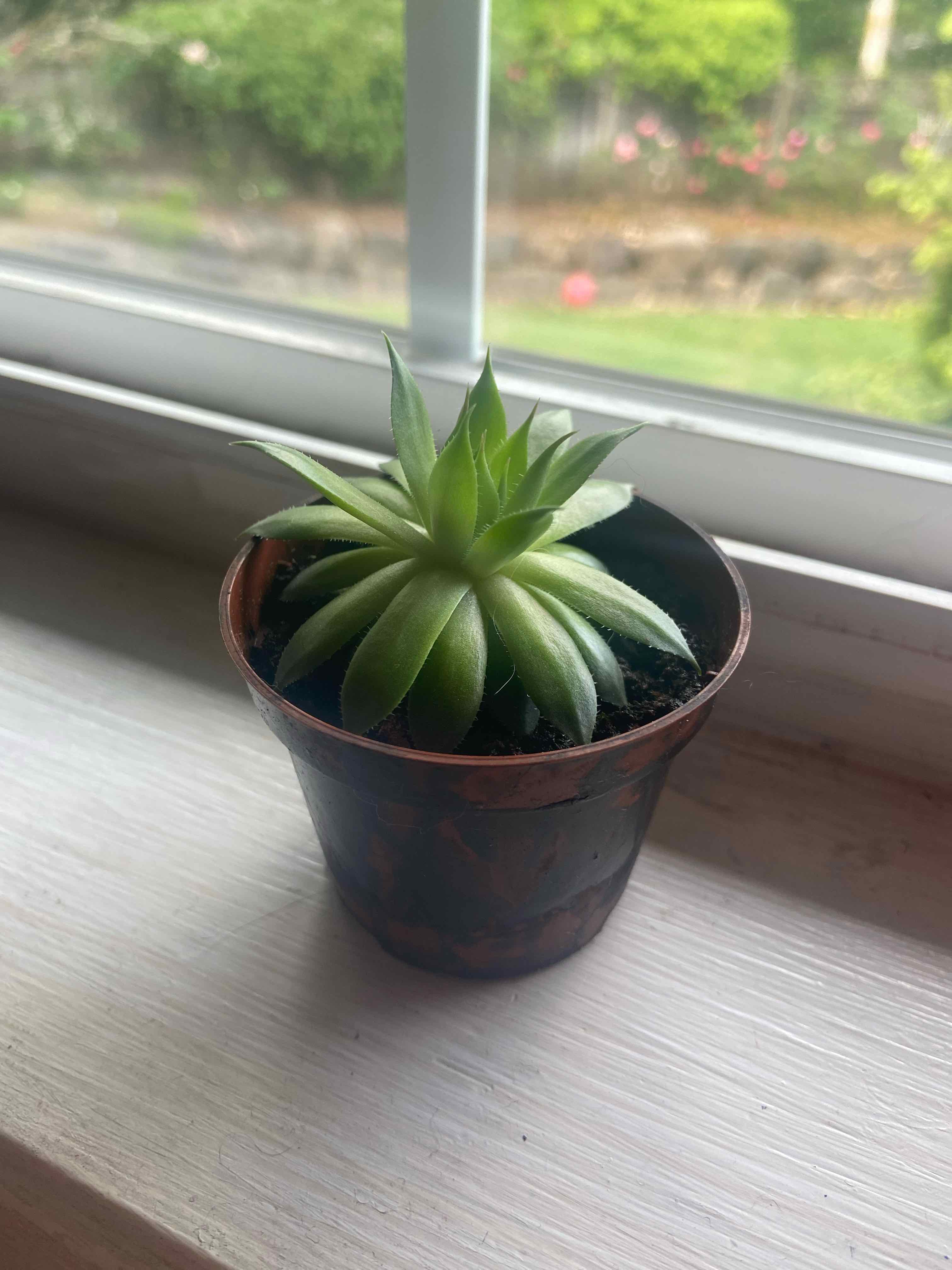 Sempervivum calcareum plant in a pot on a windowsill, appearing healthy.