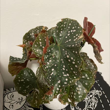 Photo of the plant species Begonia Cracklin Rosie by Casualcoralfern named Your plant on Greg, the plant care app