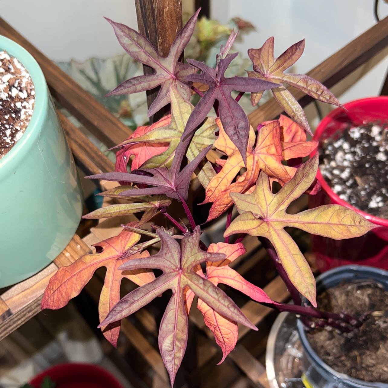 Photo of the plant species Black Sweet Potato Vine by @BiggestCanna named Mulan on Greg, the plant care app