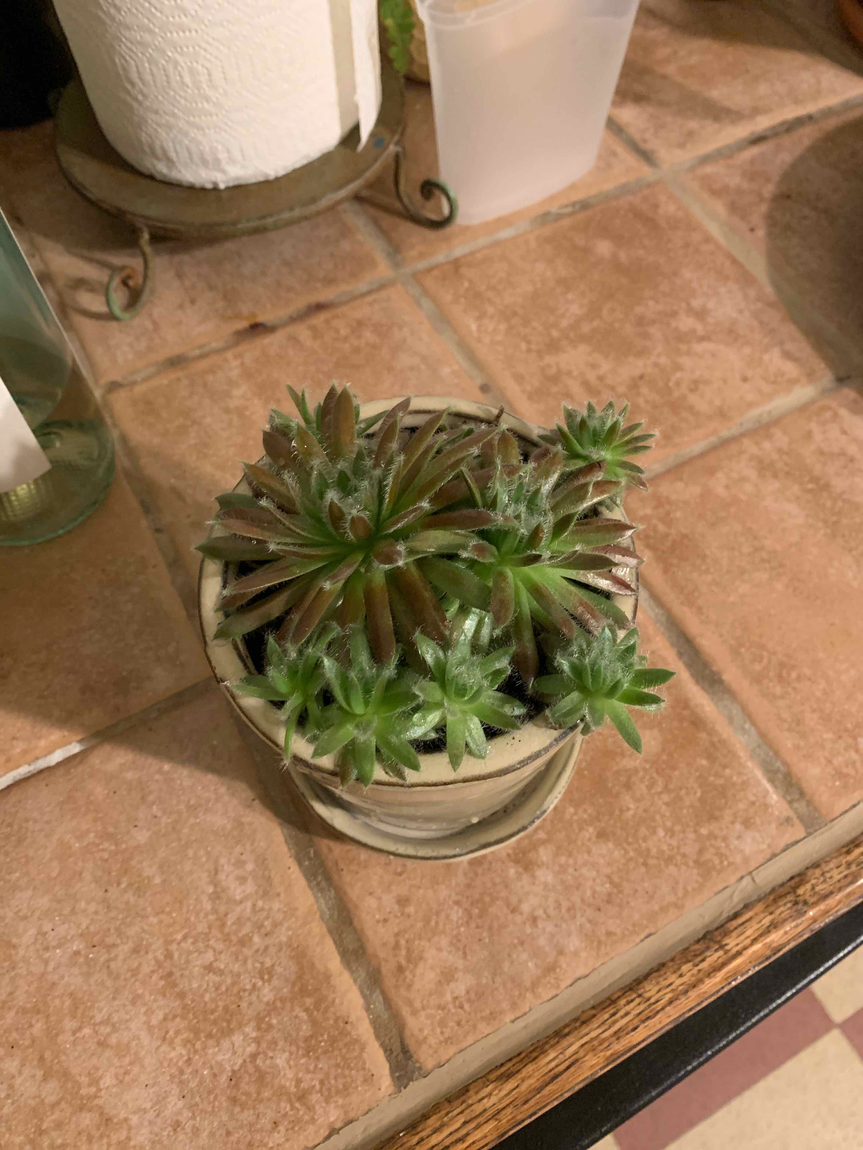 Cobweb Hens and Chicks plant in a pot on a tiled surface, appears healthy.
