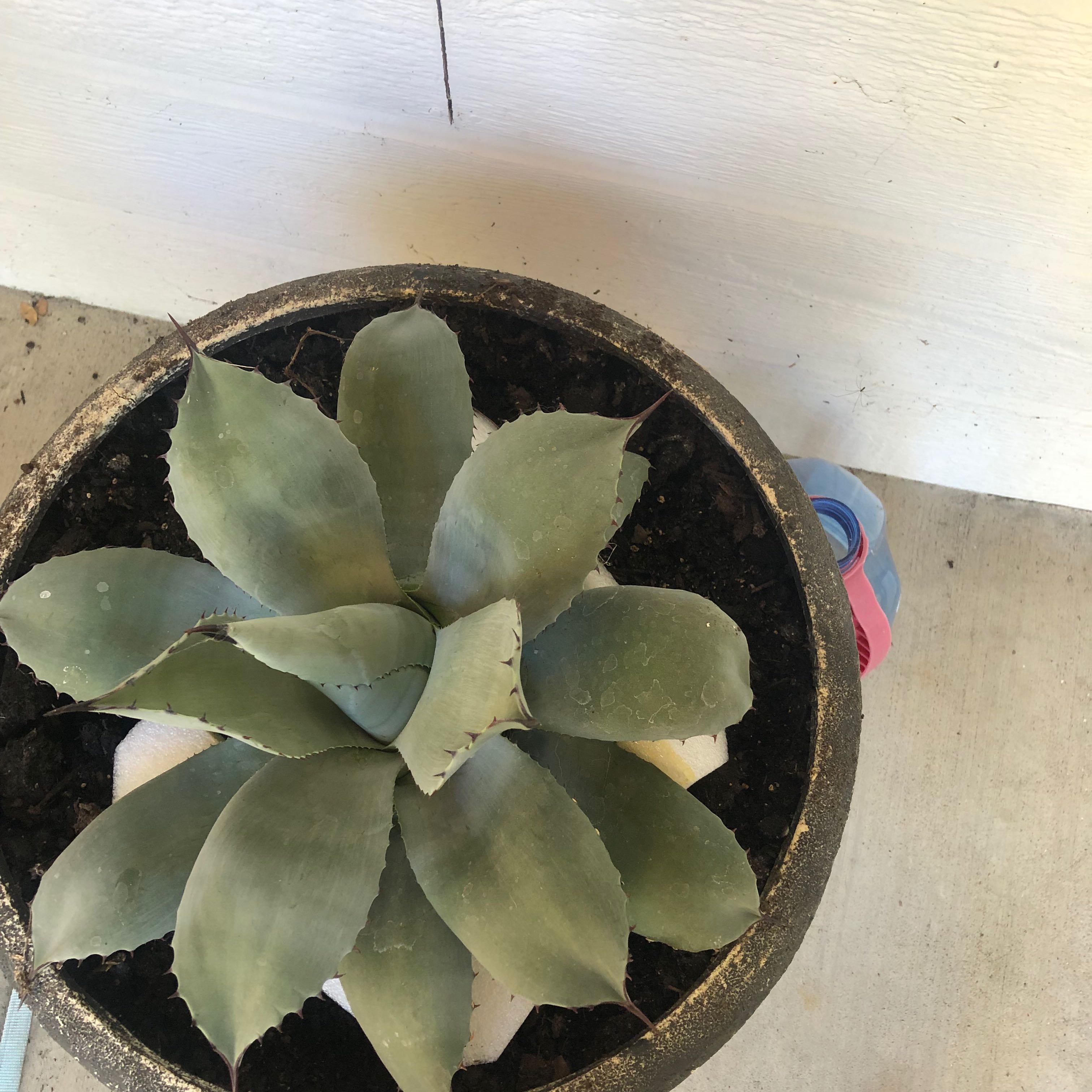Butterfly Agave plant in a pot with visible soil, well-framed and healthy.