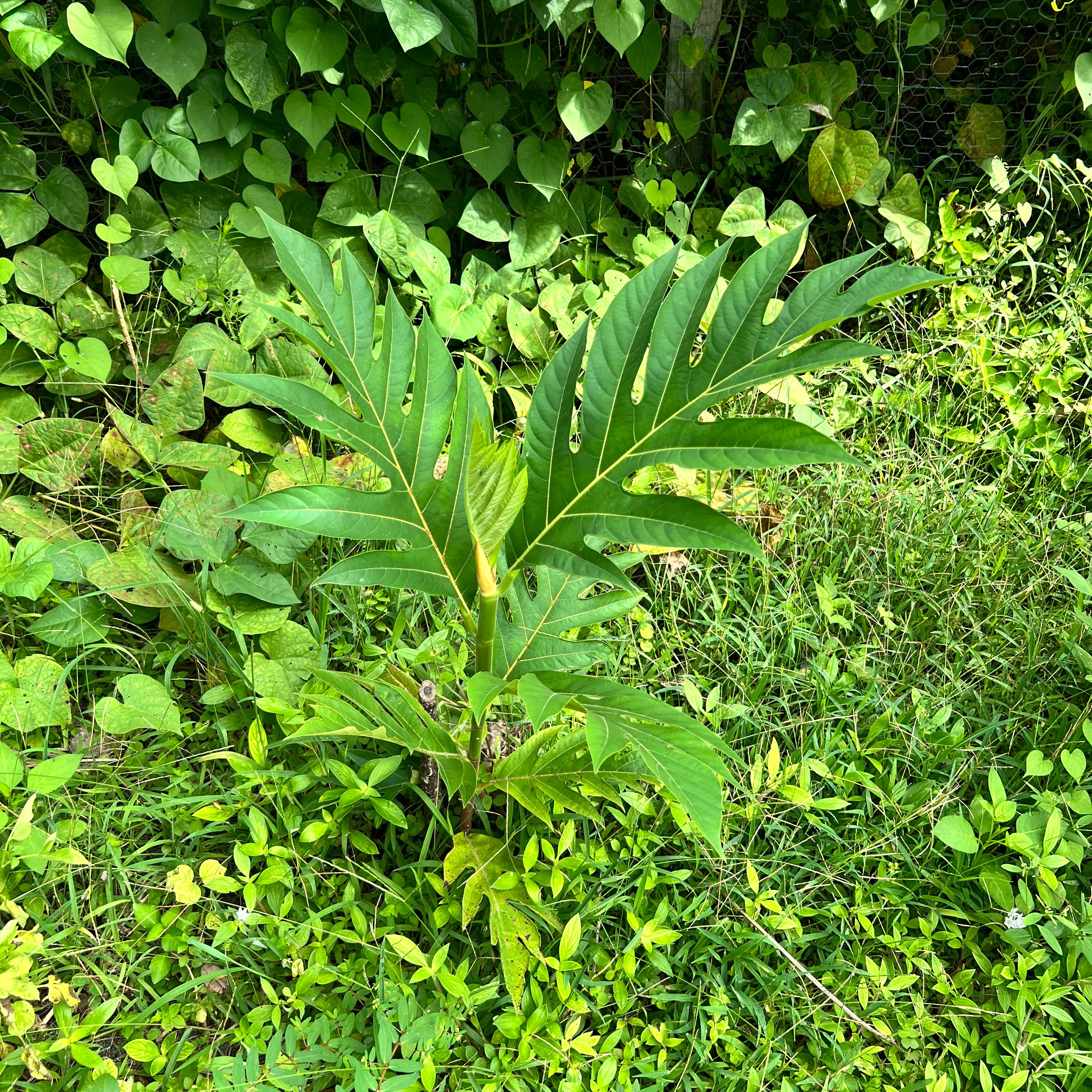 Plant care for Ficus castellviana on Greg, the plant care app
