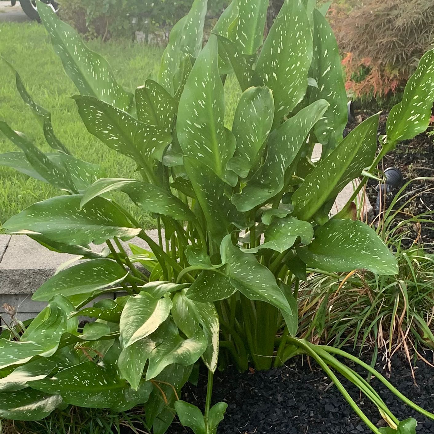 Spotted Calla Lily with green leaves and white spots. Some leaves show yellowing and browning.