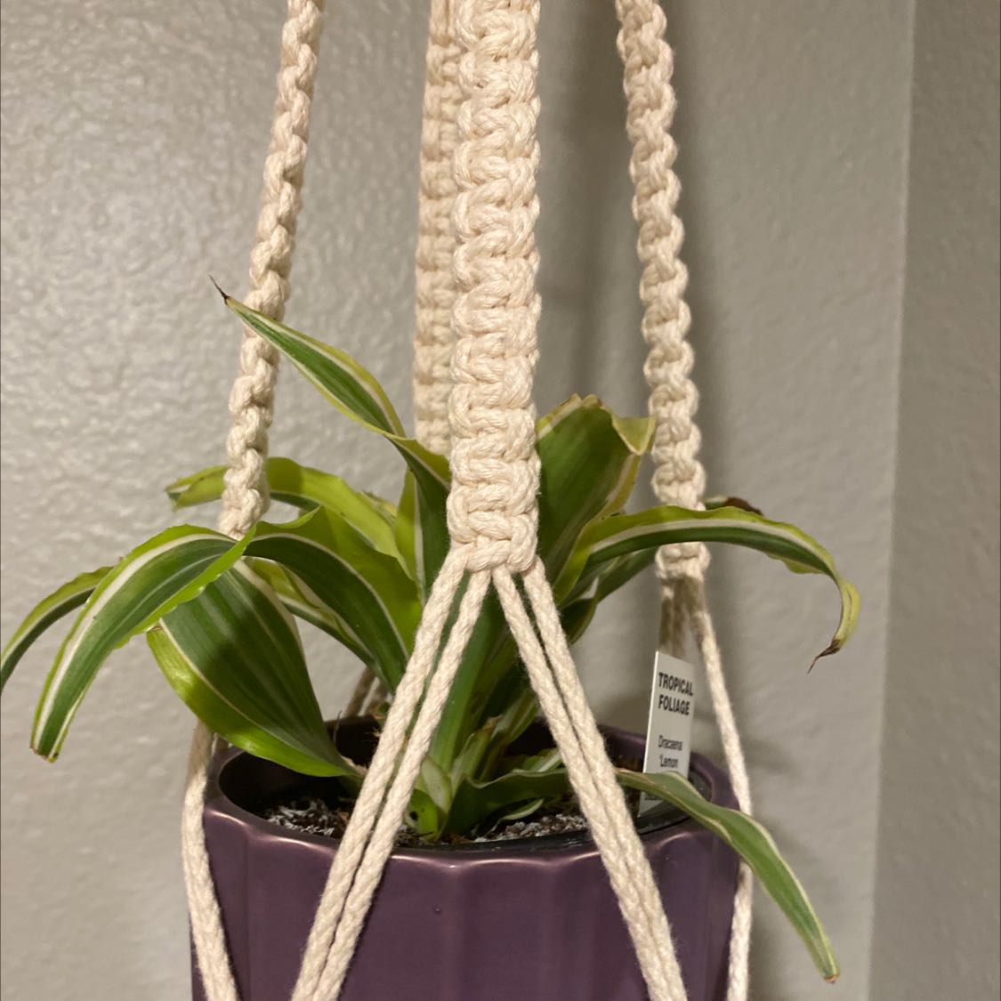 Lemon Surprise Snake Plant in a hanging pot with visible soil and healthy green leaves.