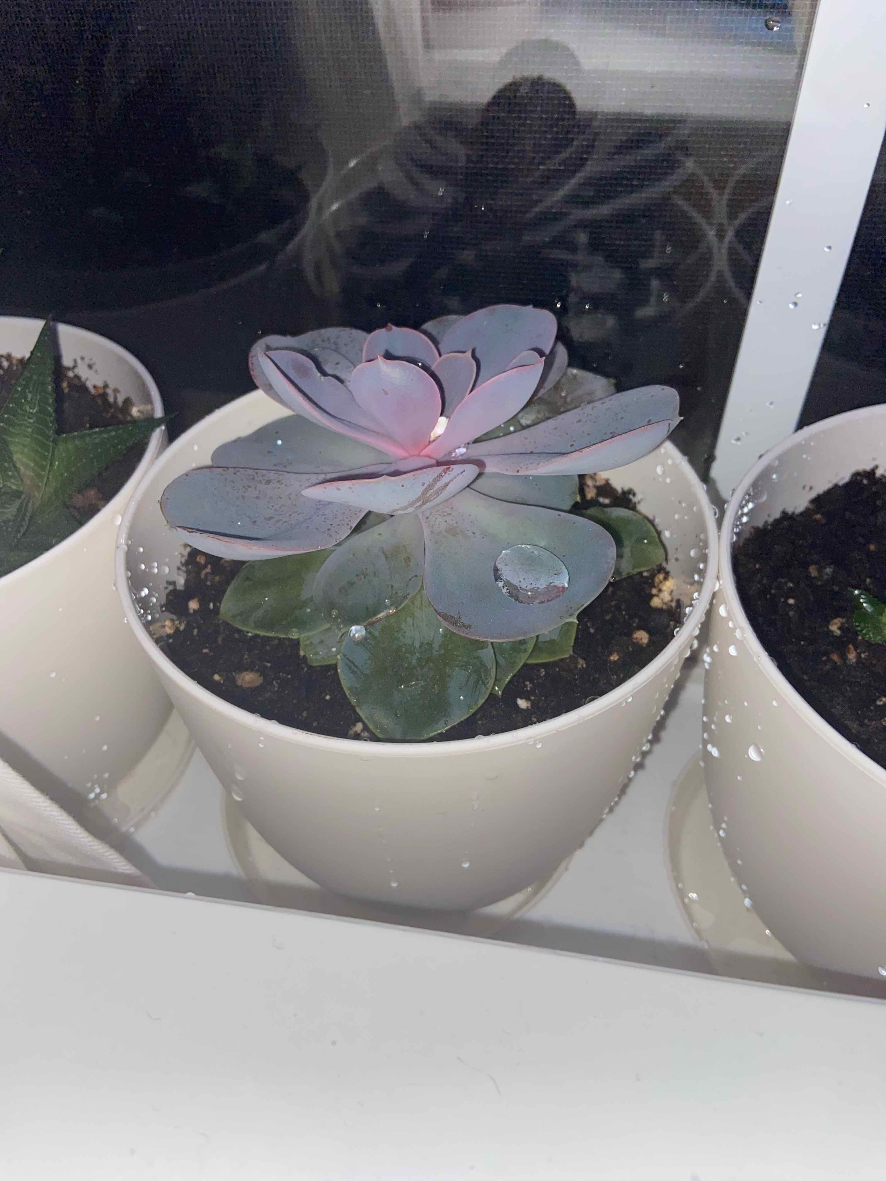Potted Echeveria Gibbiflora plant with healthy leaves and moist soil.