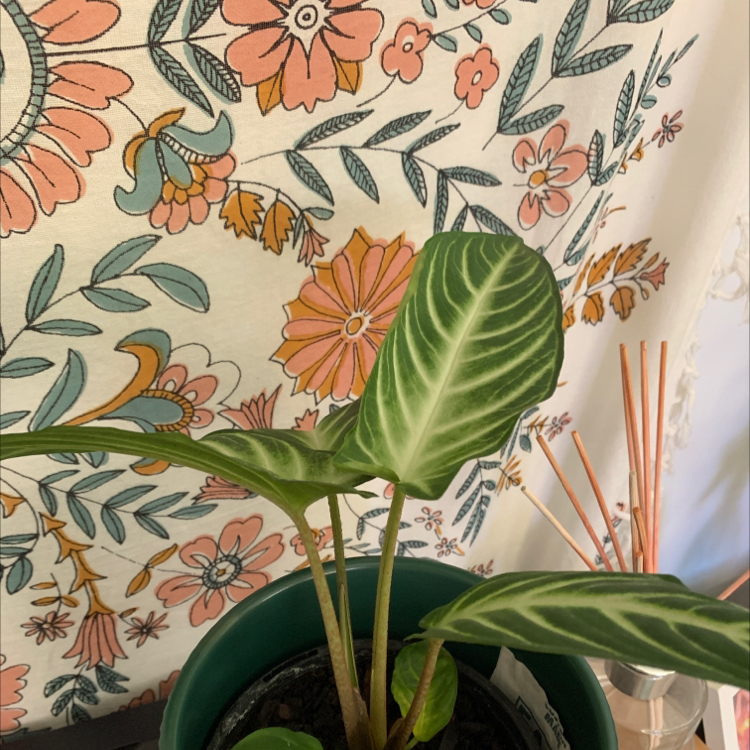 Caladium lindenii 'Magnificum' plant in a pot with patterned leaves and visible soil.